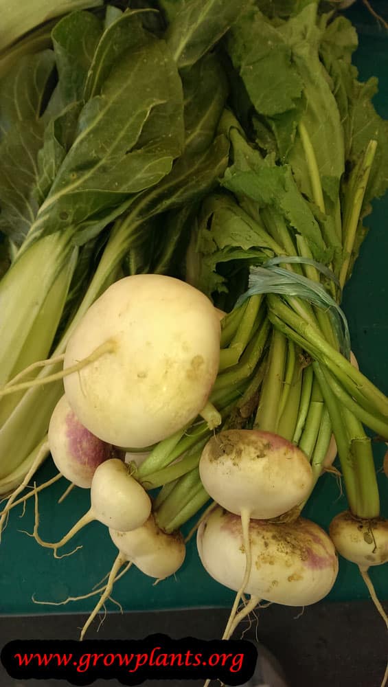 Turnip plant care