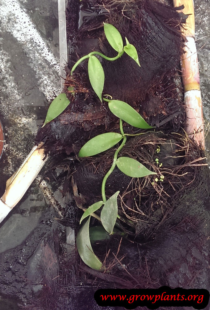 Growing Vanilla planifolia plant