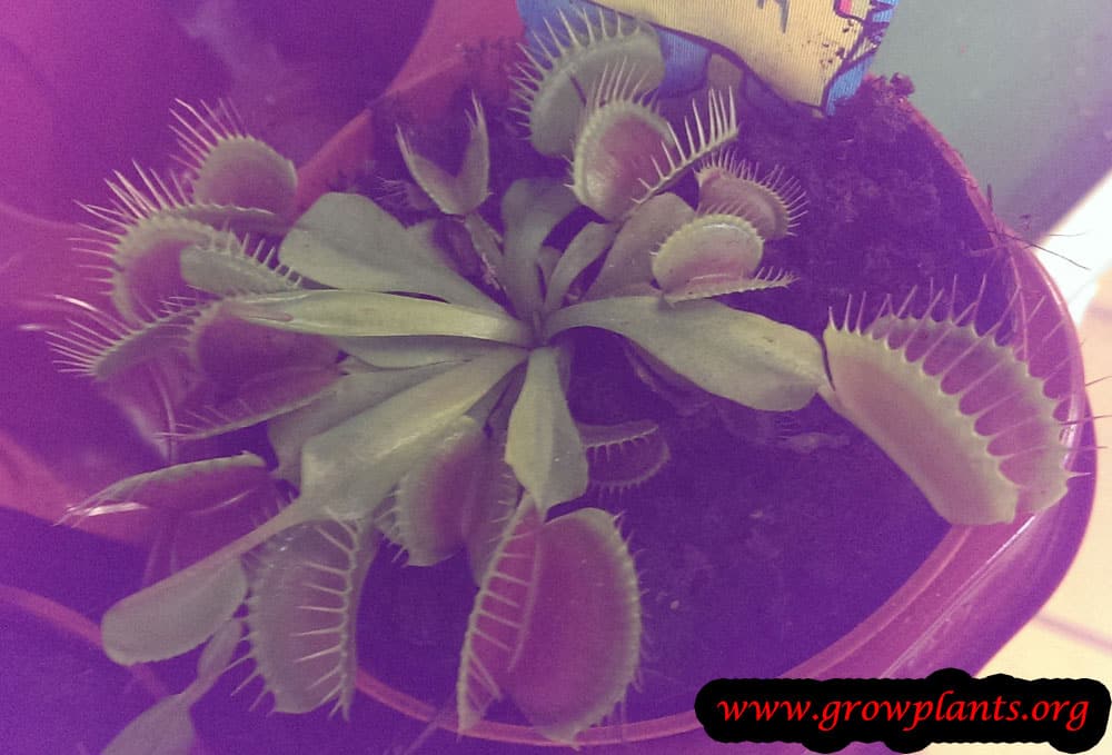 Venus flytrap plant care