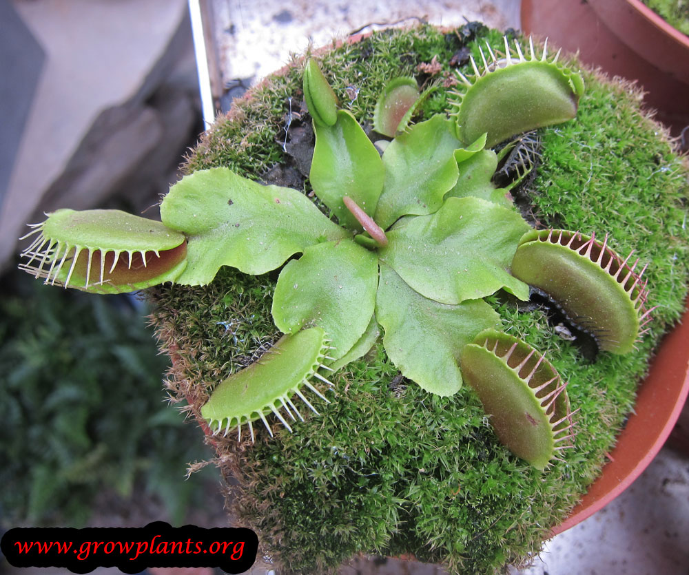 Growing Venus flytrap plant