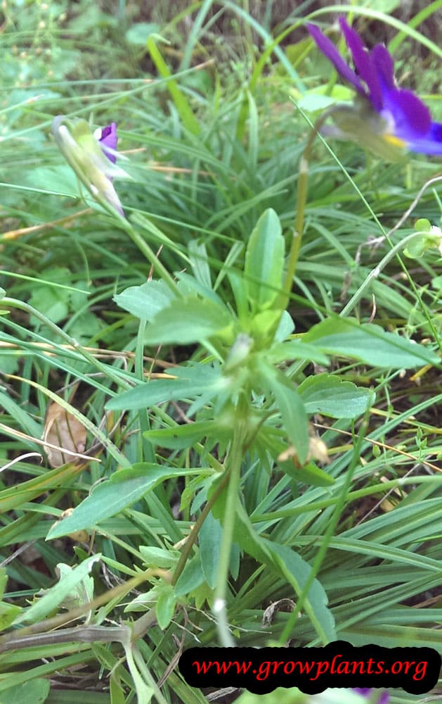 Growing Viola tricolor