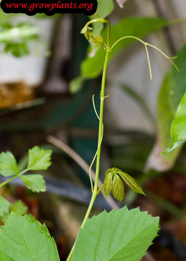 Growing Virginia creeper plant