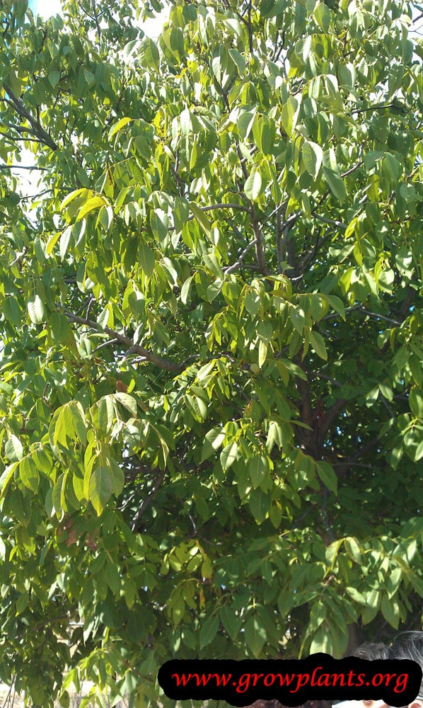 Growing Walnut tree