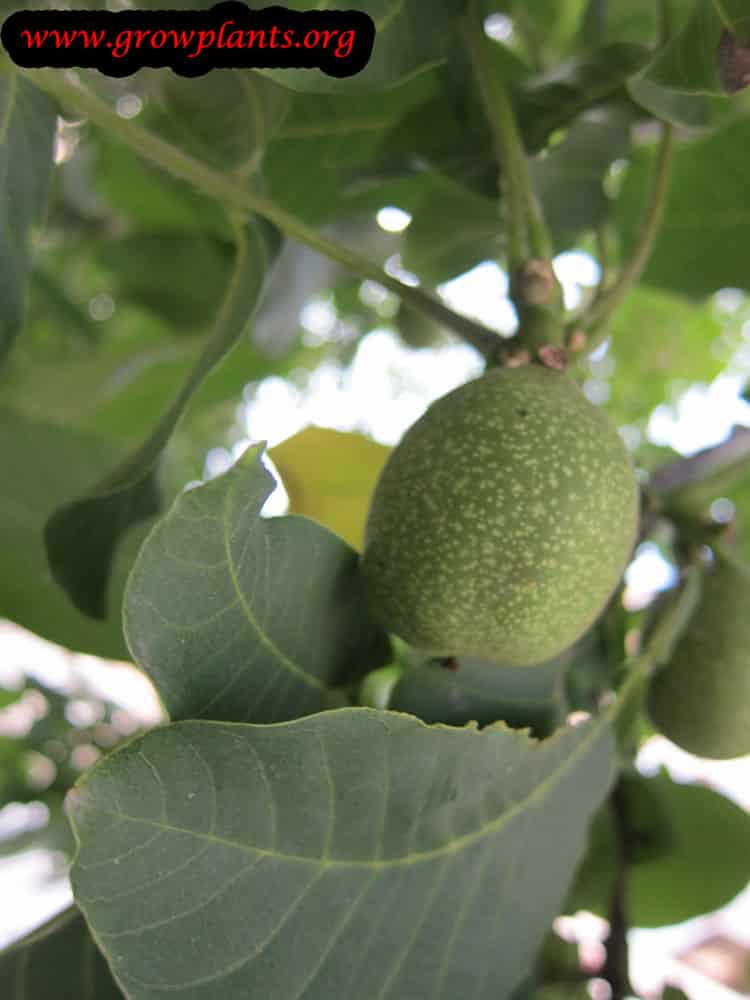 Walnut tree nut