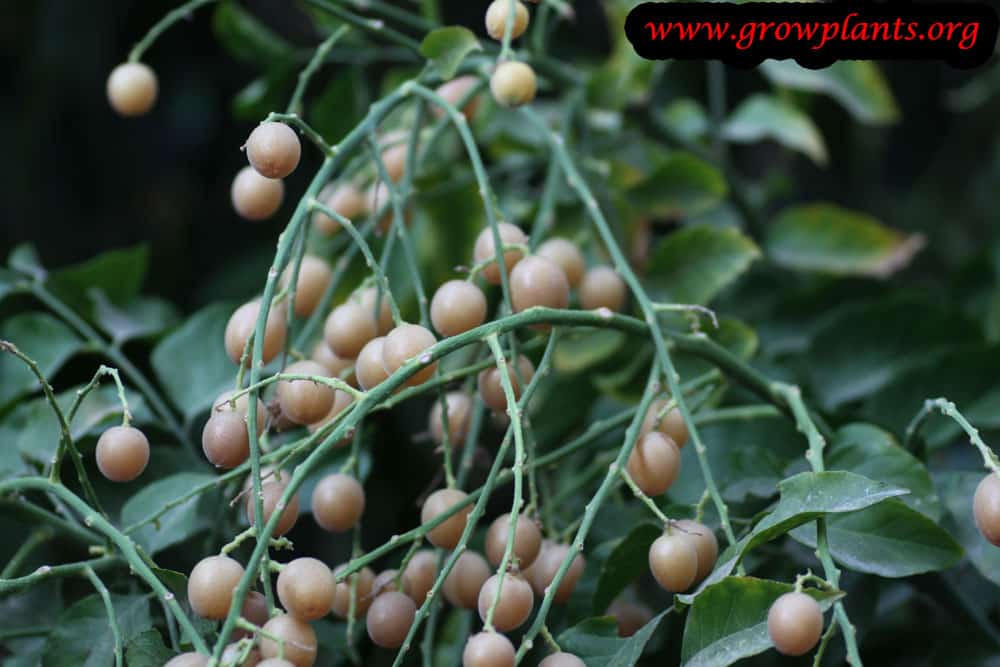 Wampee tree fruits