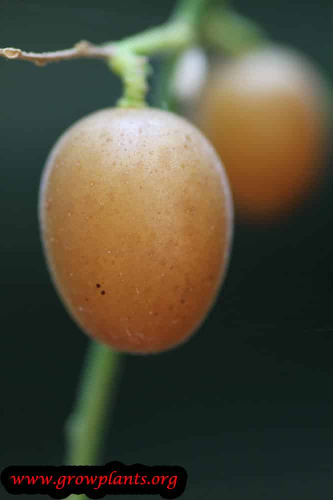 Harvest Wampee fruits