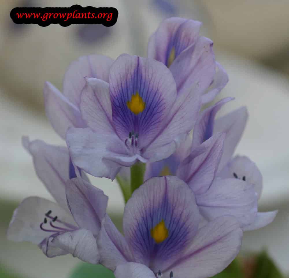 Water hyacinth plant care
