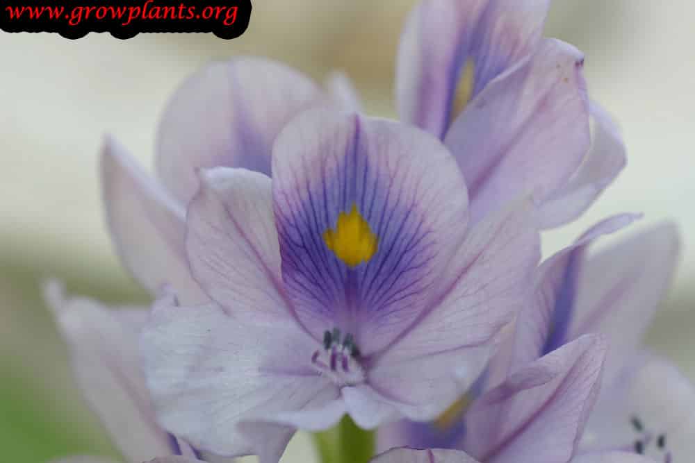 Growing Water hyacinth plant