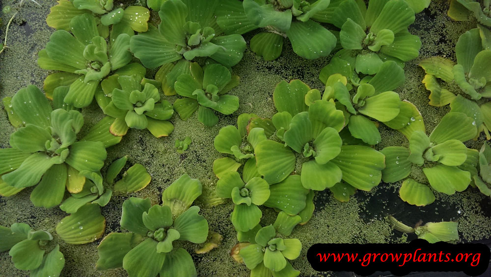 Water lettuce plant care