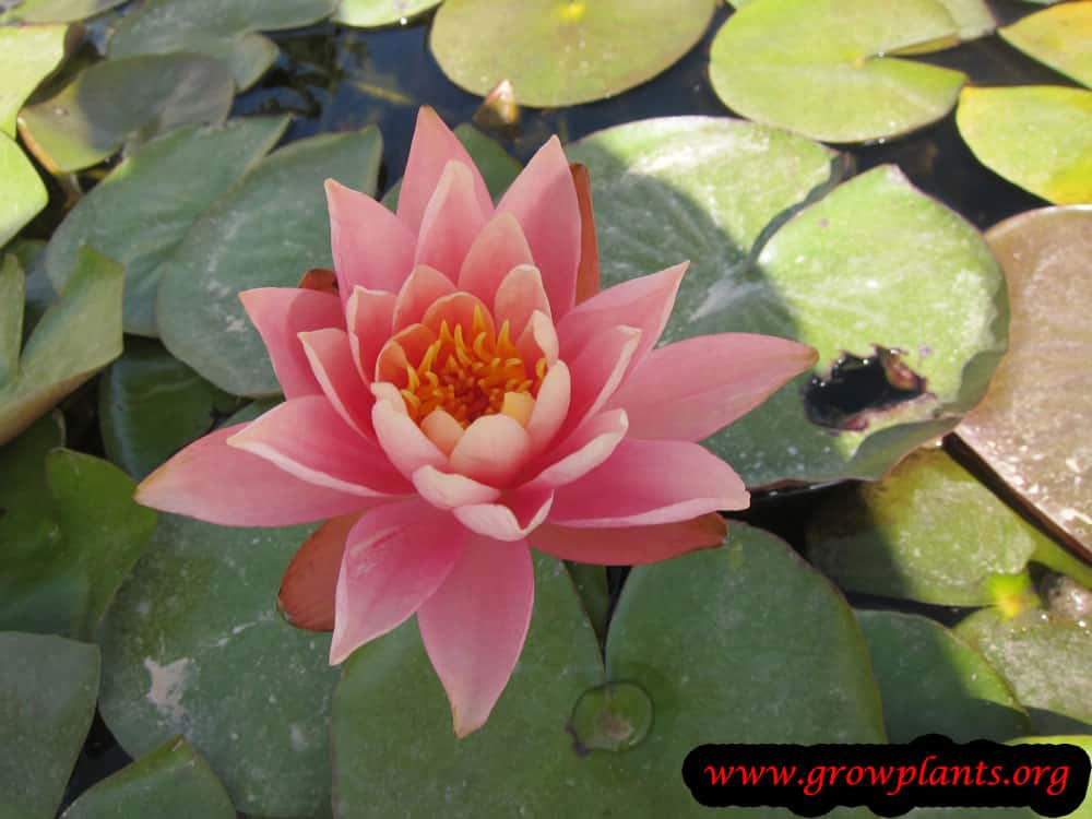 Pink Water lily plant