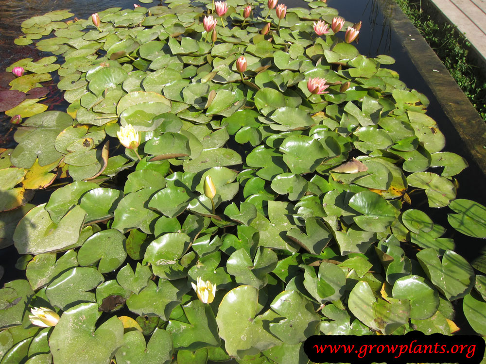 Water lily plant