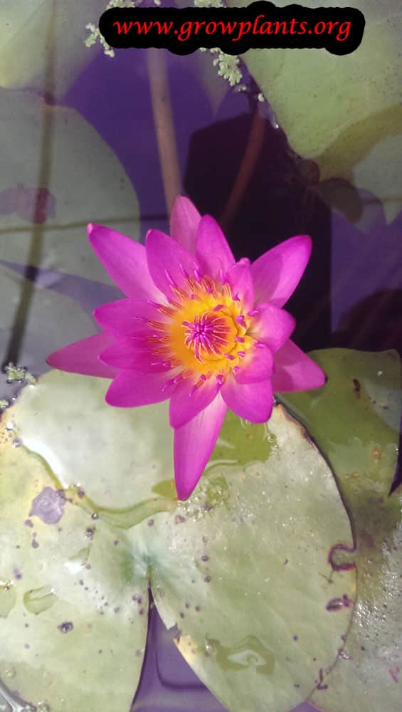 Purple Water lily plant