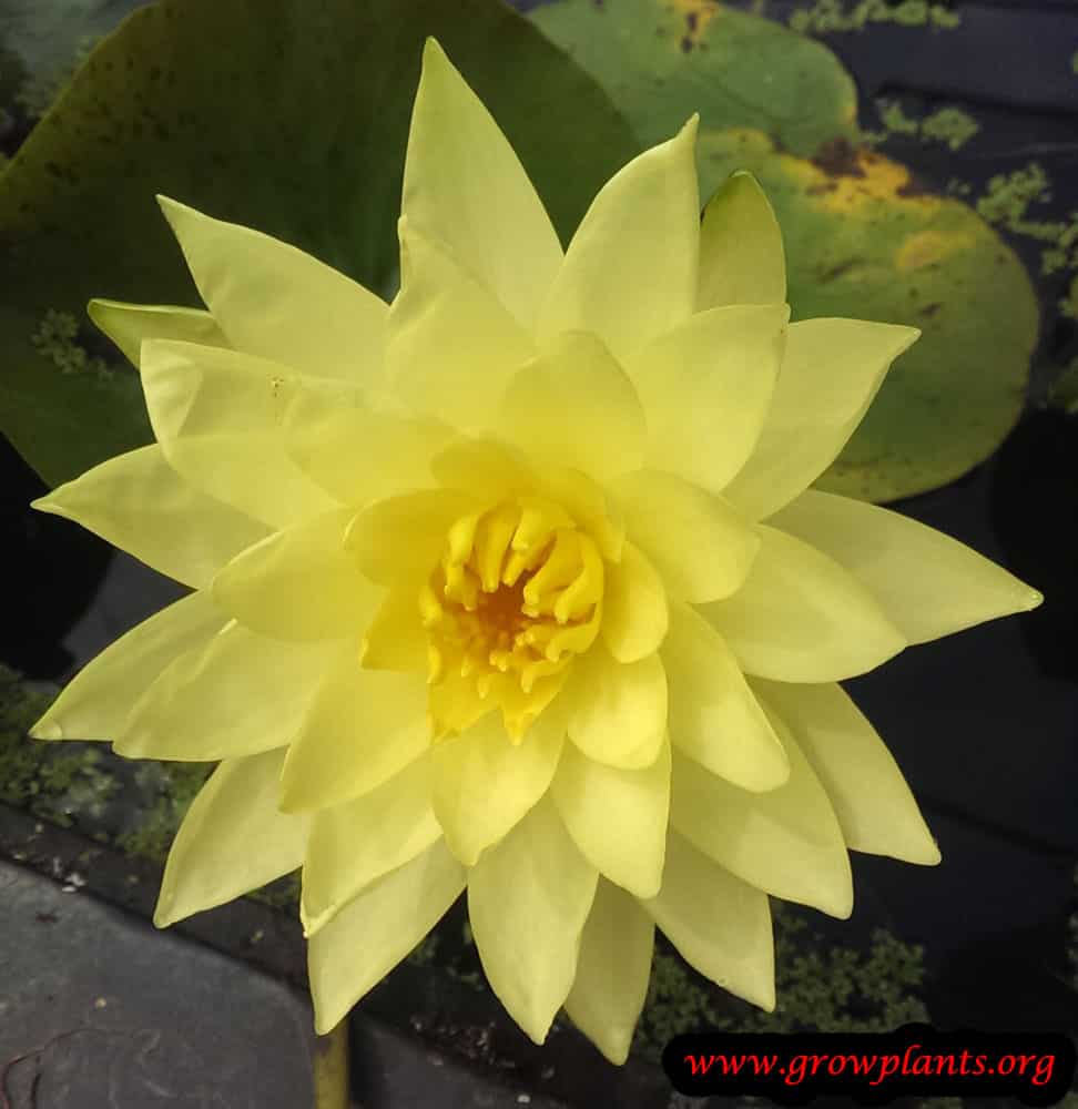 Yellow Water lily plant