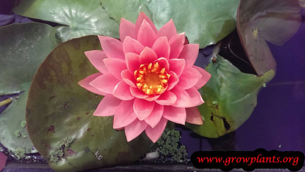 Growing Water lily plant