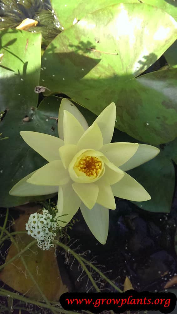 Water lily plant care