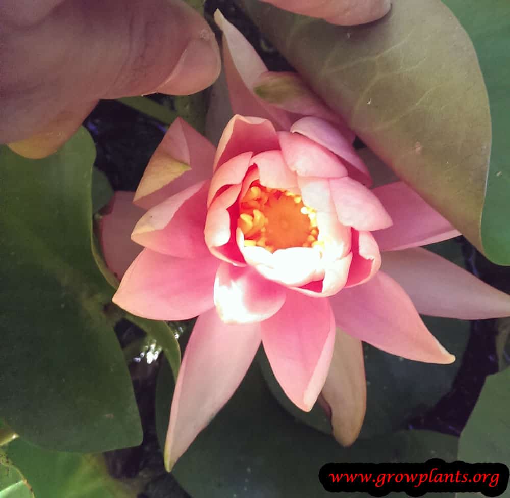 Water lily plant grow and care