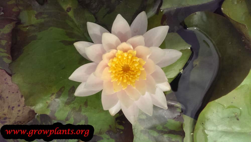 White Water lily plant