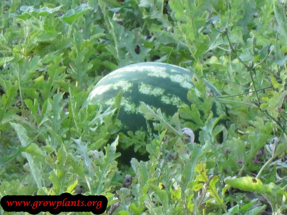 Growing Watermelon plant