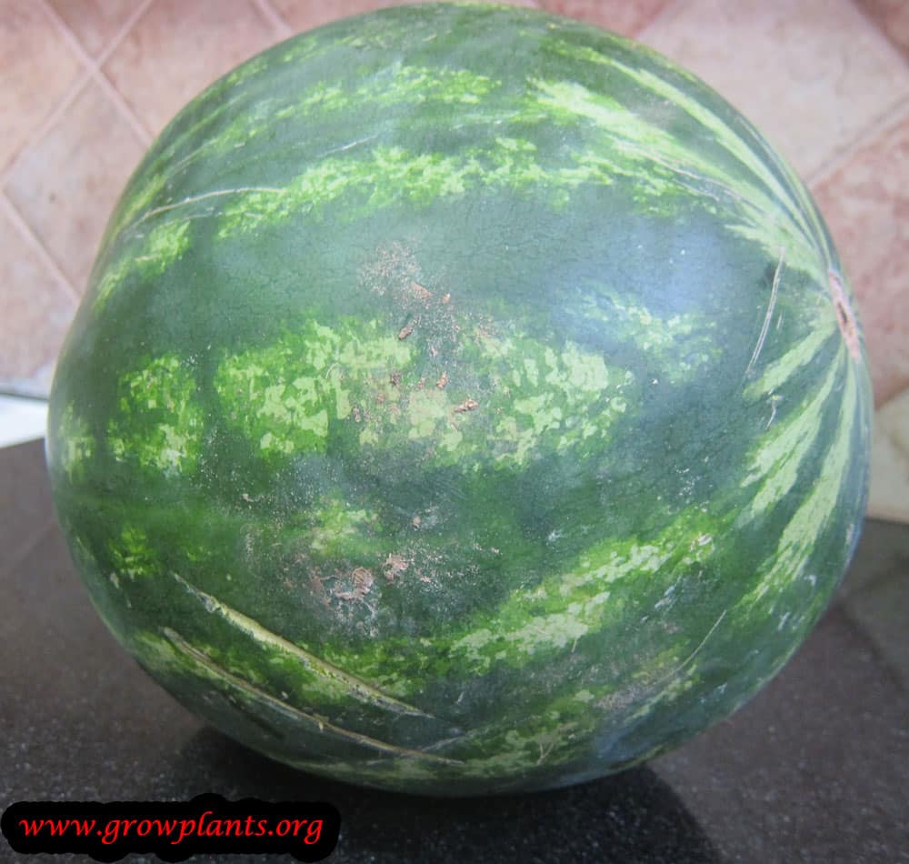 Harvest Watermelon plant