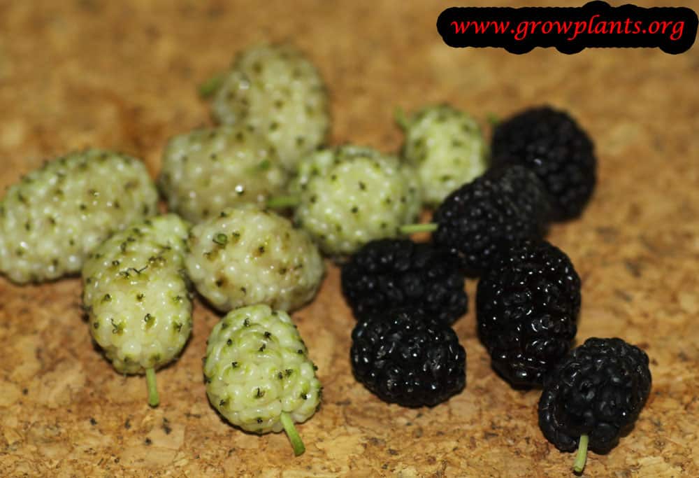 Weeping mulberry fruits white and black