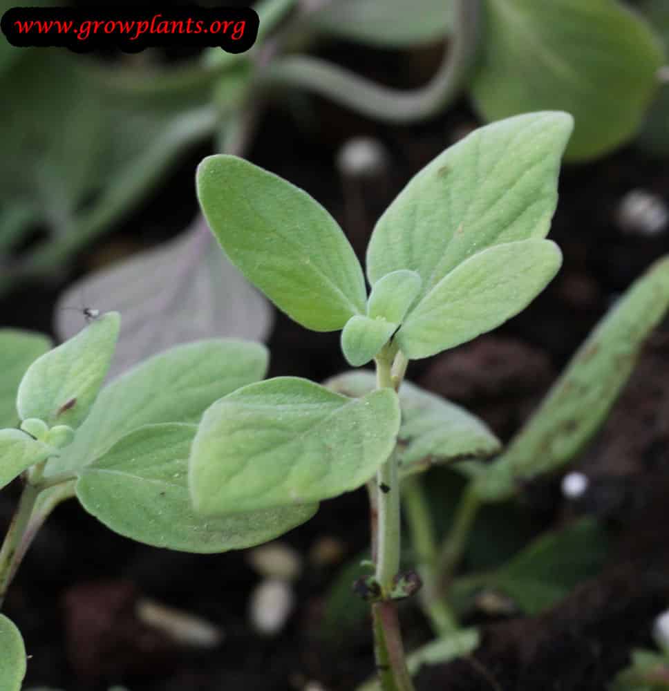 Growing White leaved savory