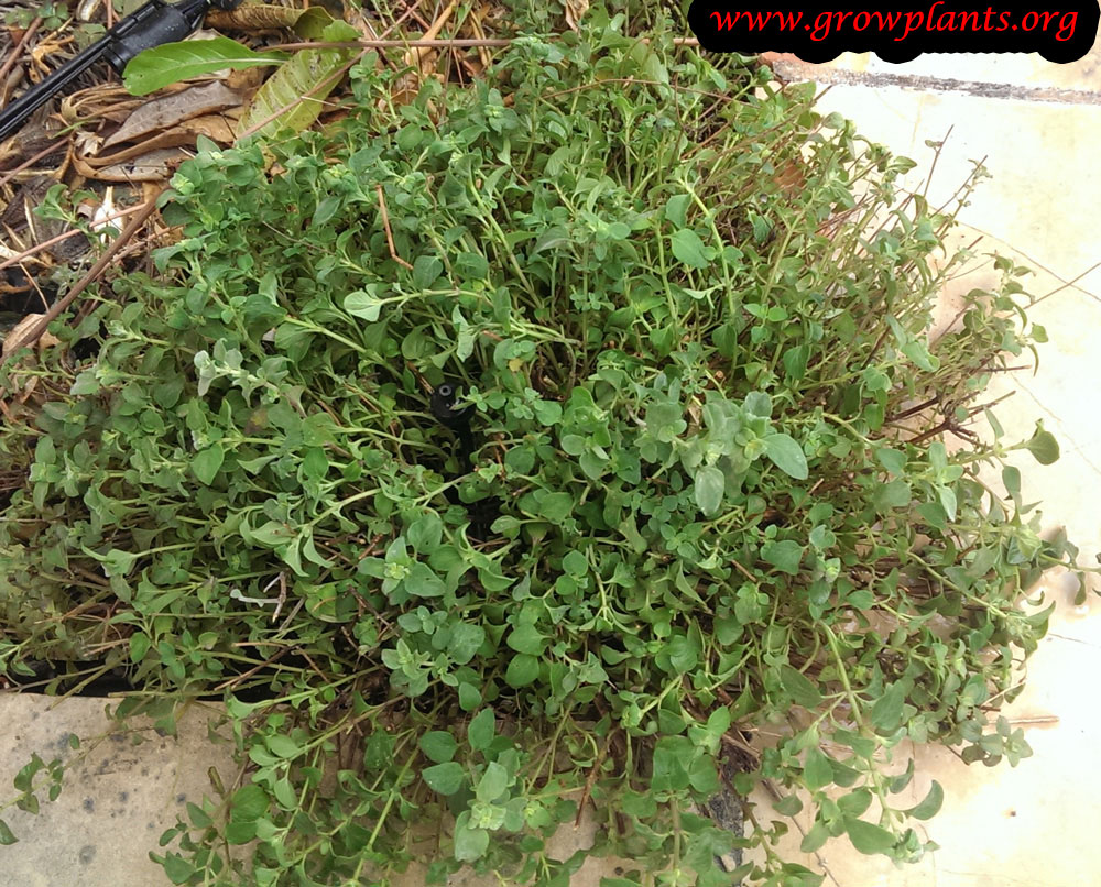 White leaved savory plant care