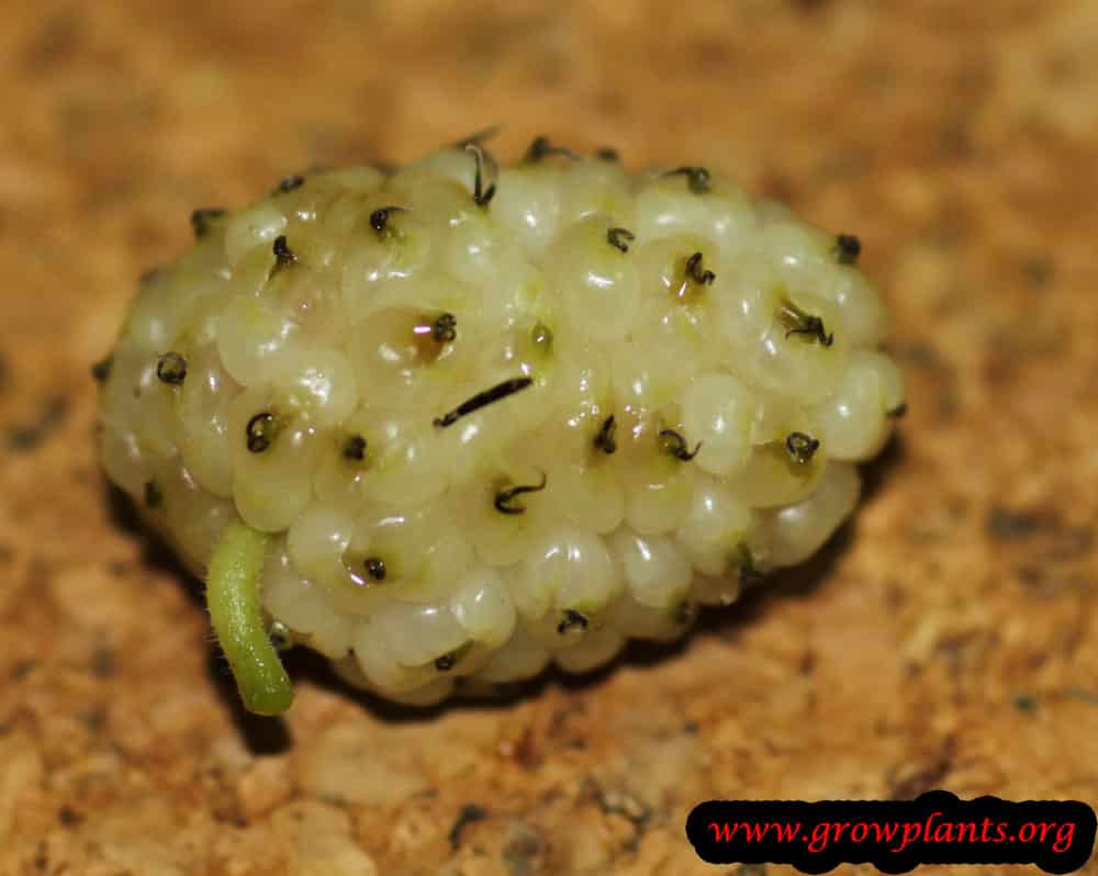 Growing White mulberry fruit