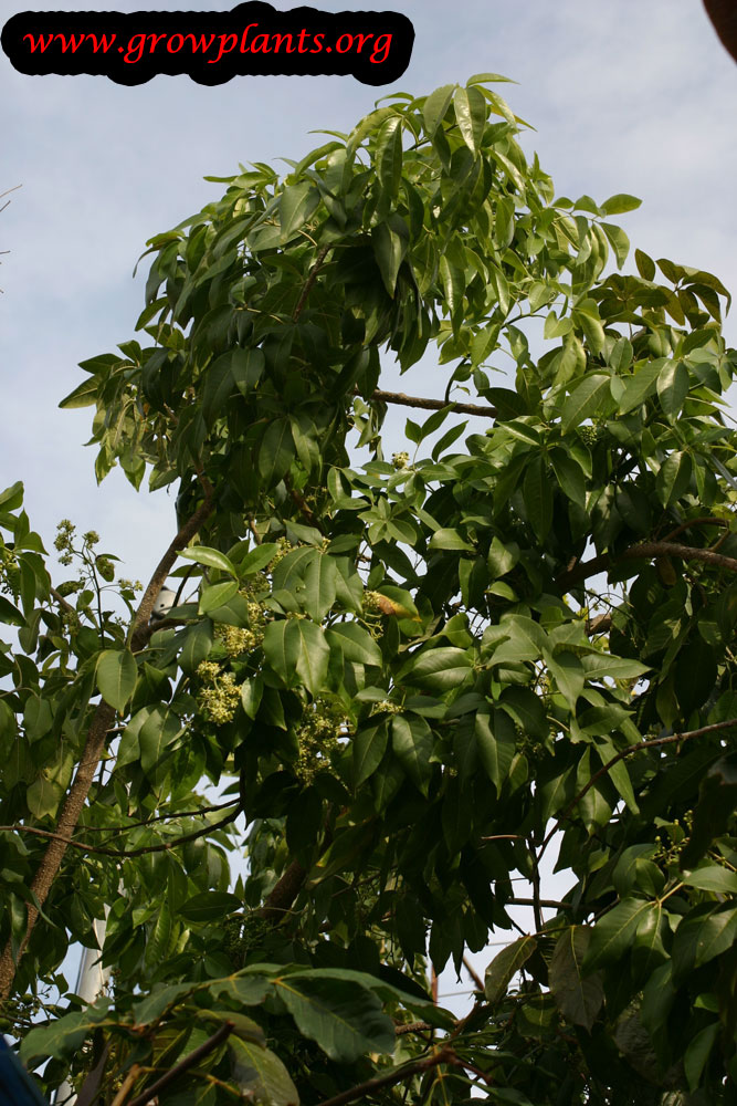 White Sapote tree