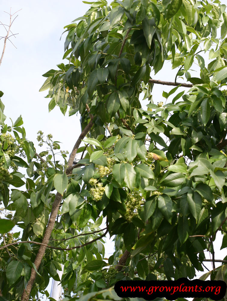Growing White Sapote tree