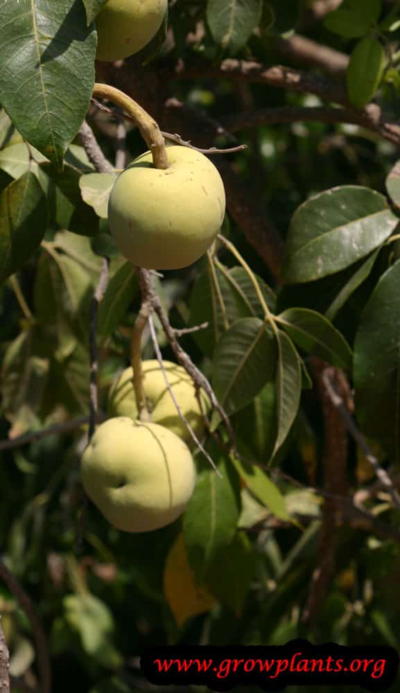 White Sapote fruits