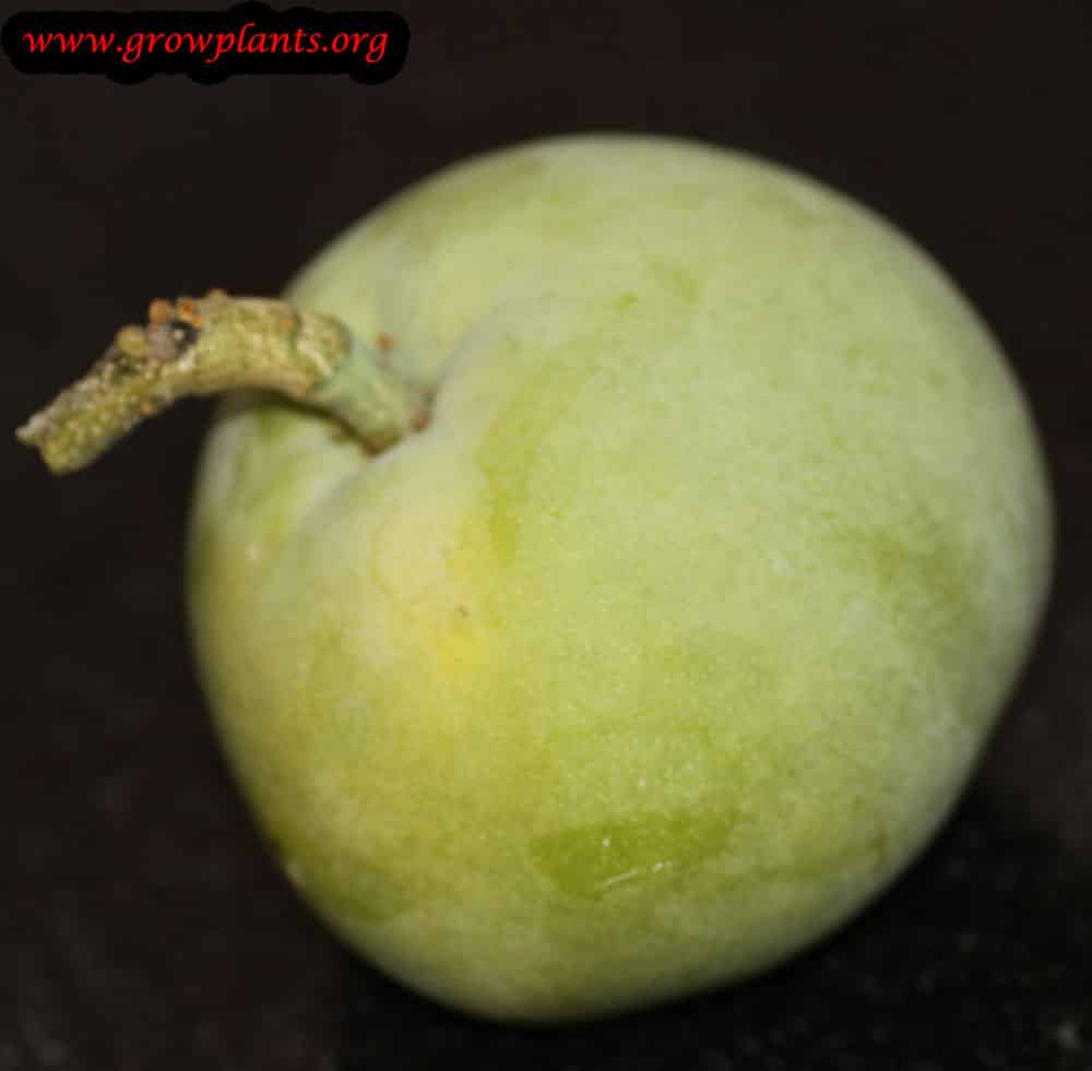 Growing White Sapote fruits