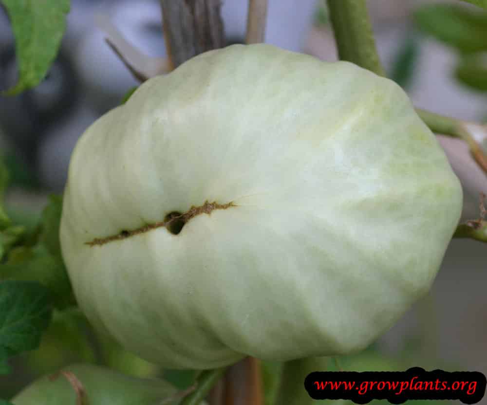 Growing White tomato plant
