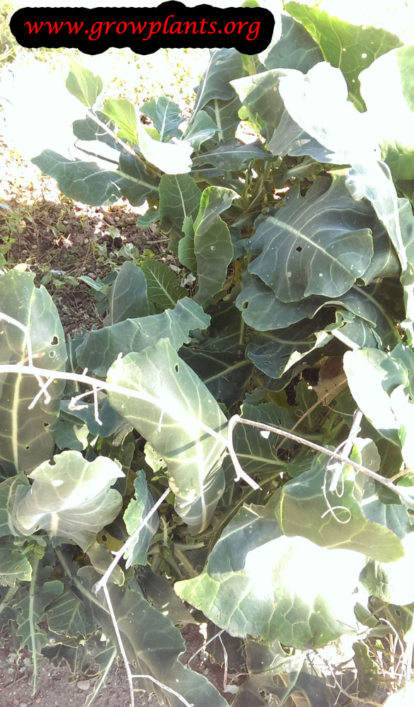 Wild cabbage plant