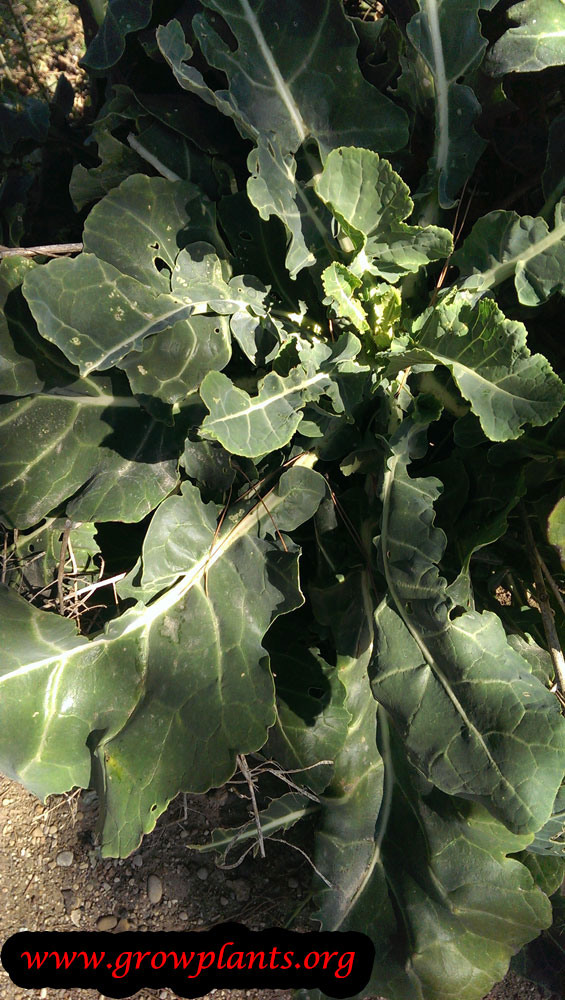 Growing Wild cabbage plant