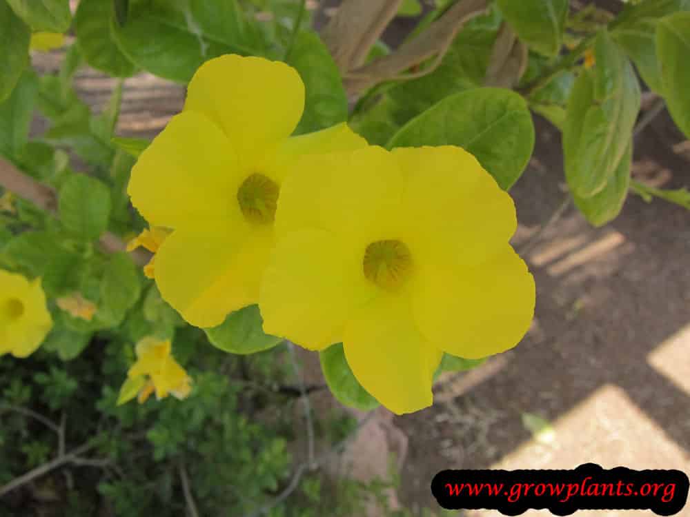 Yellow mandevilla flowers