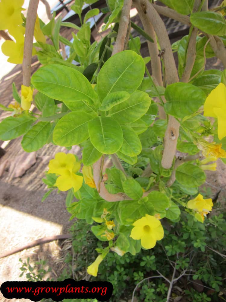 Yellow mandevilla plant