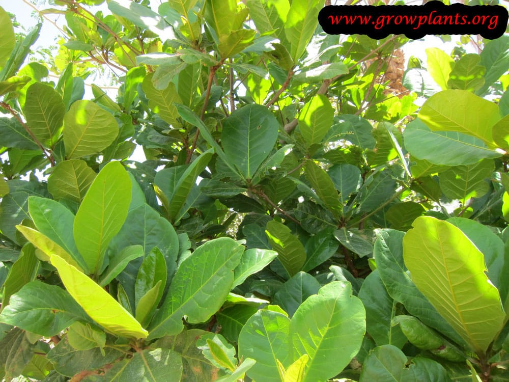 Yellow mandevilla plant care