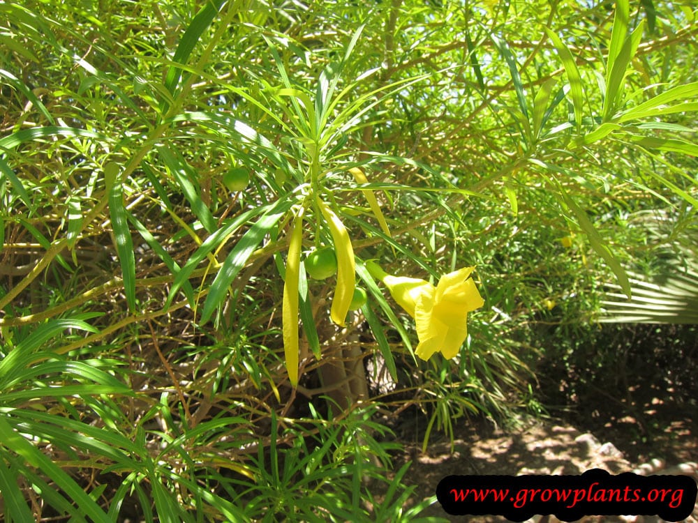 Yellow oleander