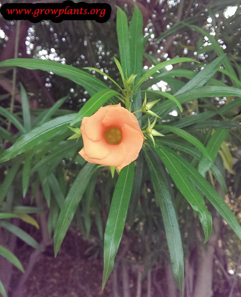 Yellow oleander plant