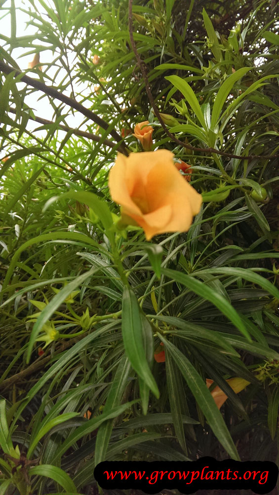 Growing Yellow oleander plant