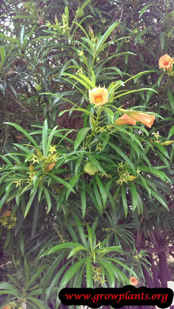 Yellow oleander plant care