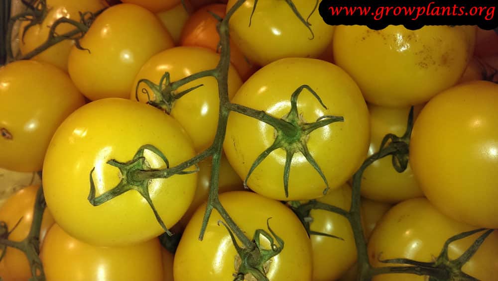 Yellow tomato plant care