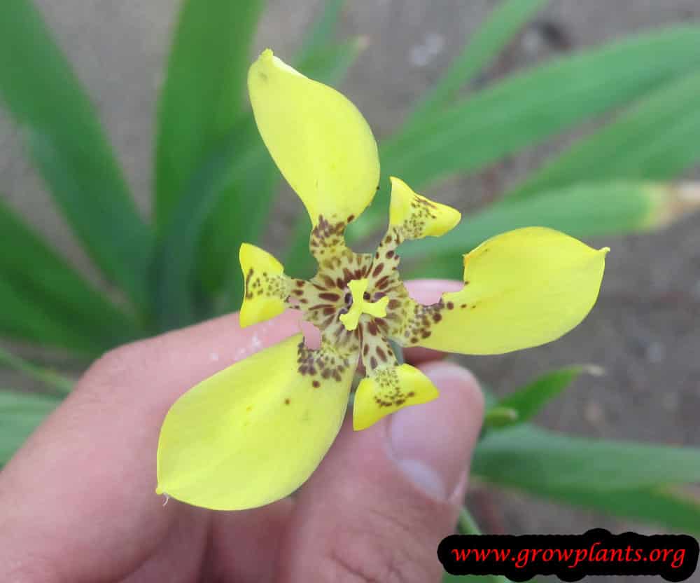 Growing Yellow walking iris