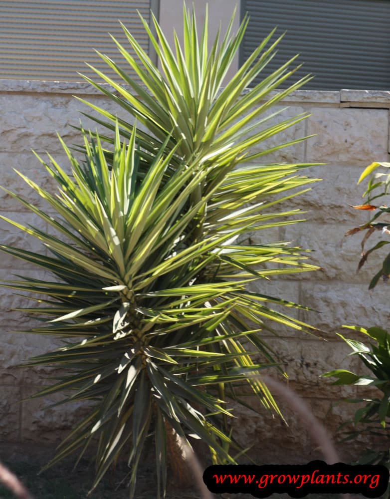 Yucca aloifolia plant care