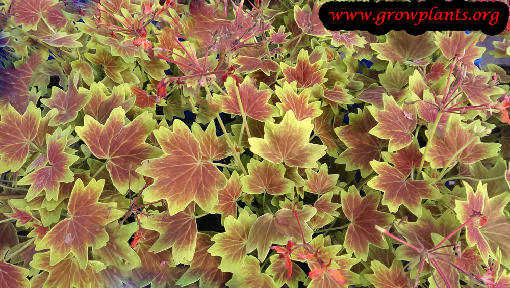 Pelargonium vancouver centennial red leaves