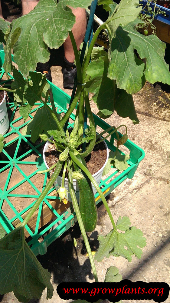 Zucchini plant