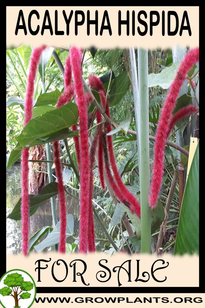 Acalypha hispida for sale