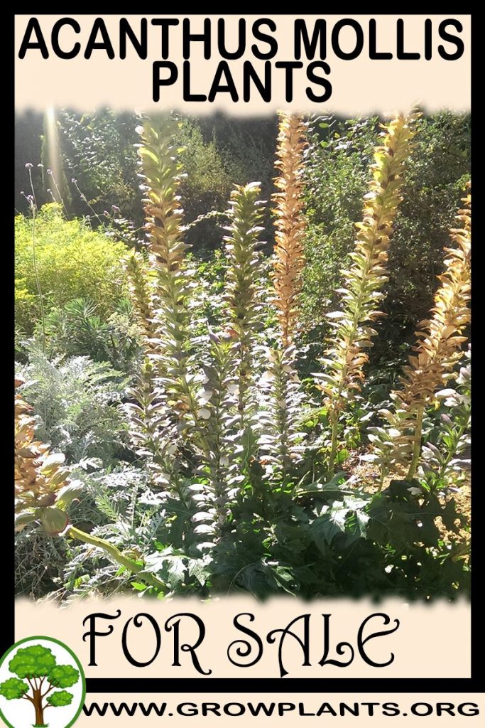 Acanthus mollis plants for sale