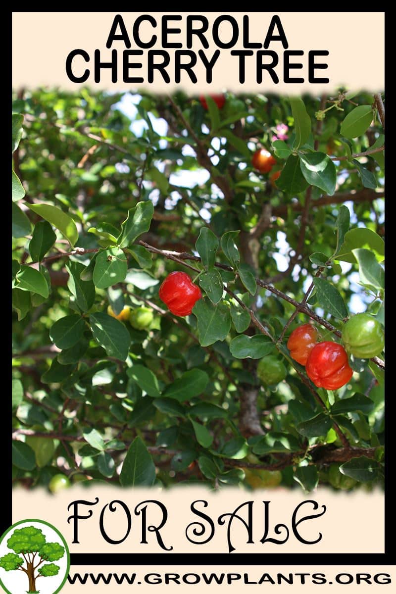 Acerola cherry tree for sale