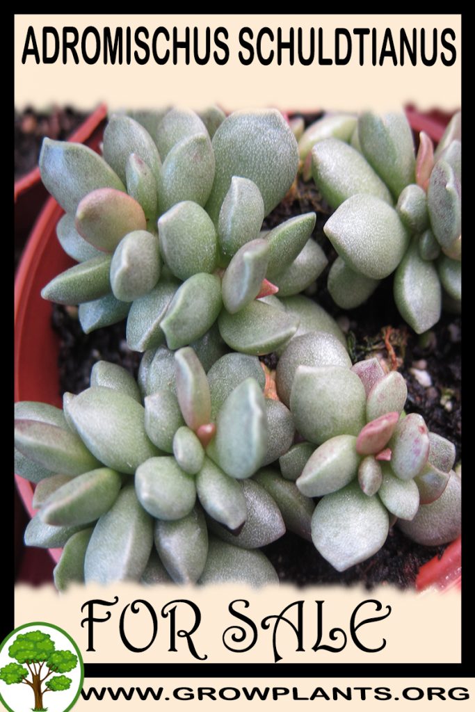 Adromischus schuldtianus for sale